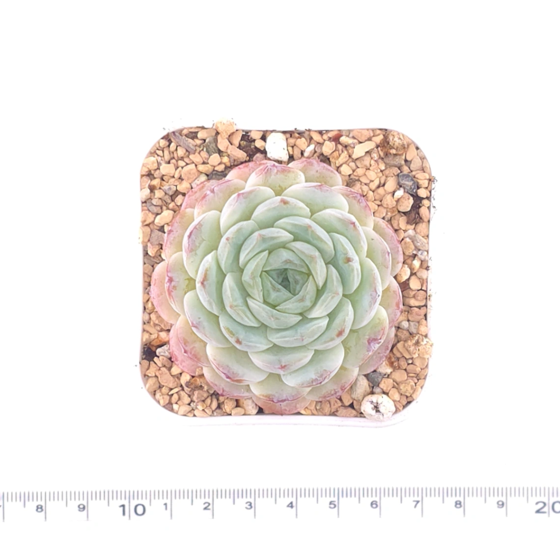 Echeveria 'Ametrine' | 紫黃晶 thumbnail 4