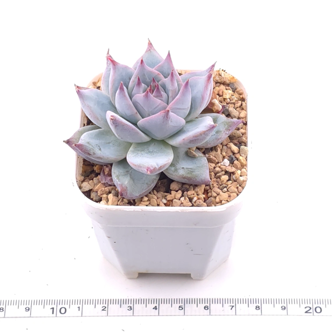 Echeveria ‘Blue Bird’ | 藍鳥 thumbnail 3