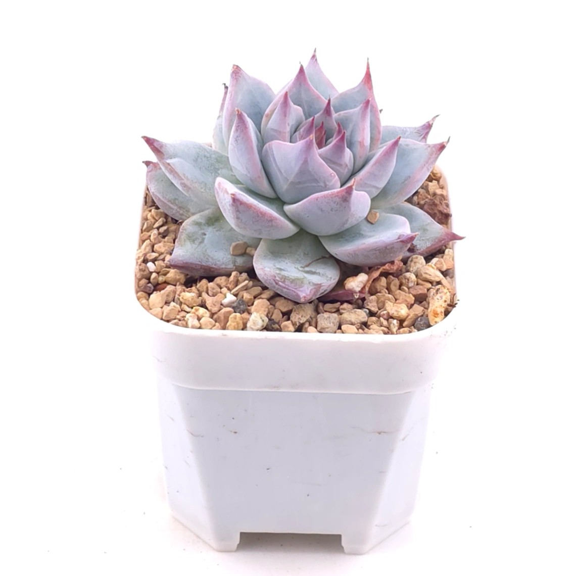 Echeveria ‘Blue Bird’ | 藍鳥 thumbnail 2