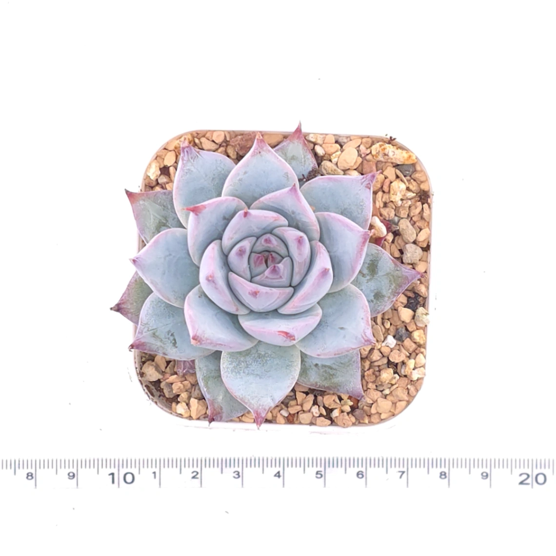 Echeveria ‘Blue Bird’ | 藍鳥 thumbnail 4