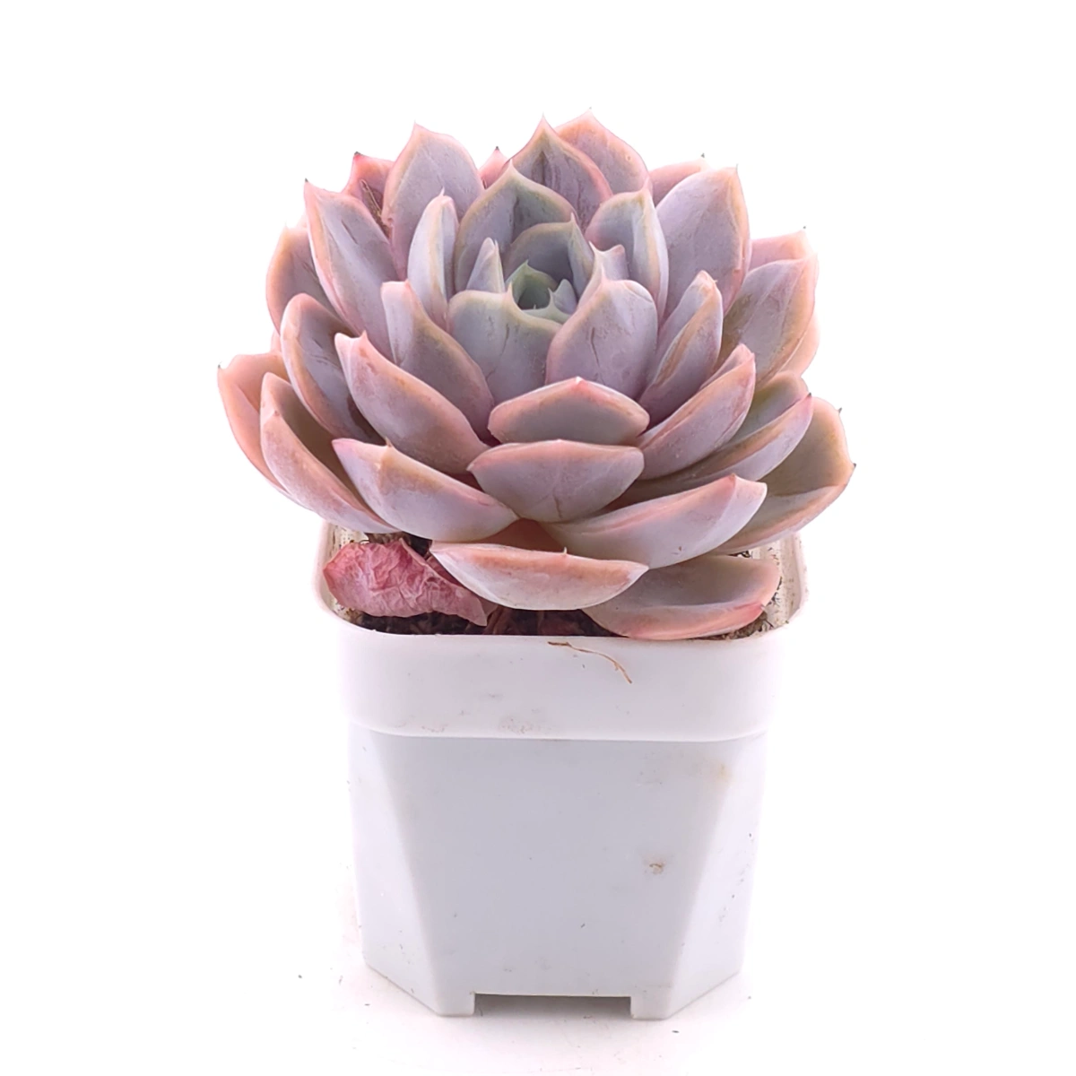 Echeveria ‘Blue Surprise’ | 藍色驚起 thumbnail 2