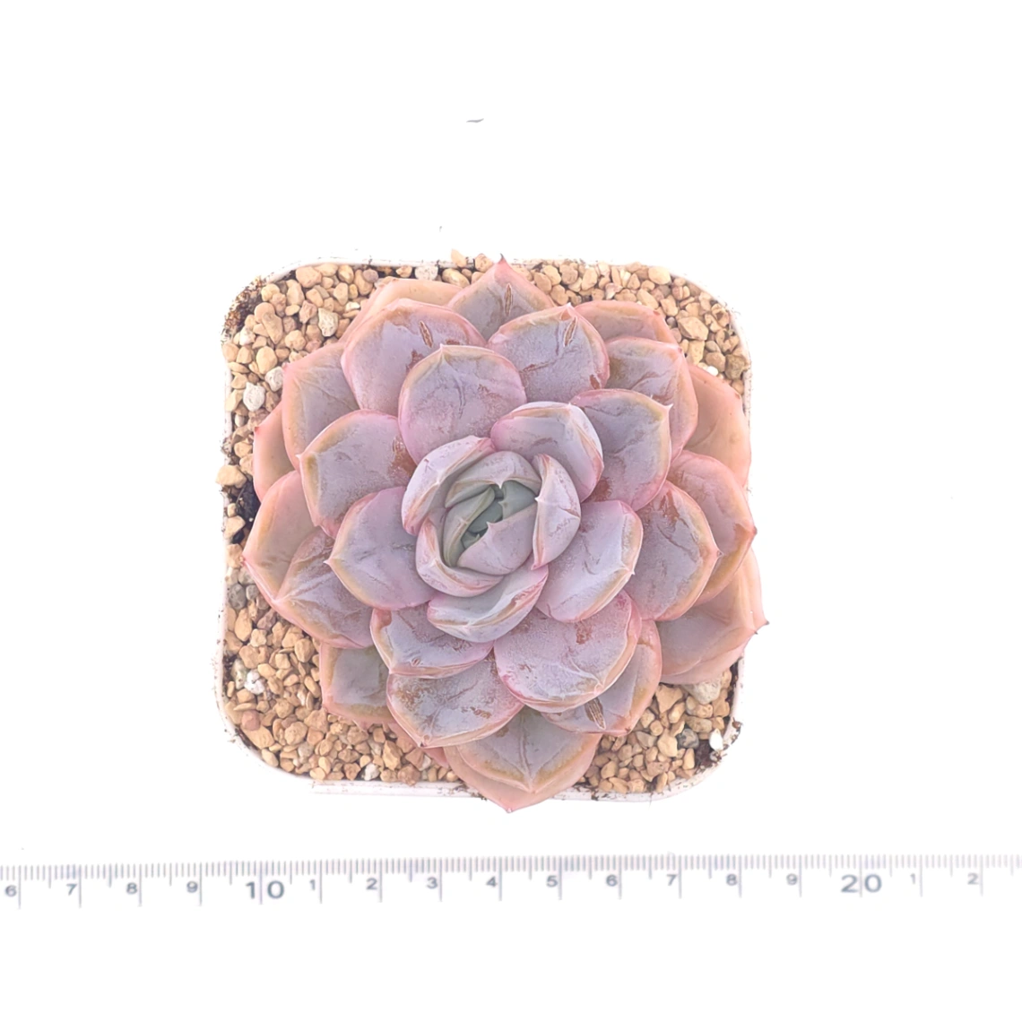 Echeveria ‘Blue Surprise’ | 藍色驚起 thumbnail 4