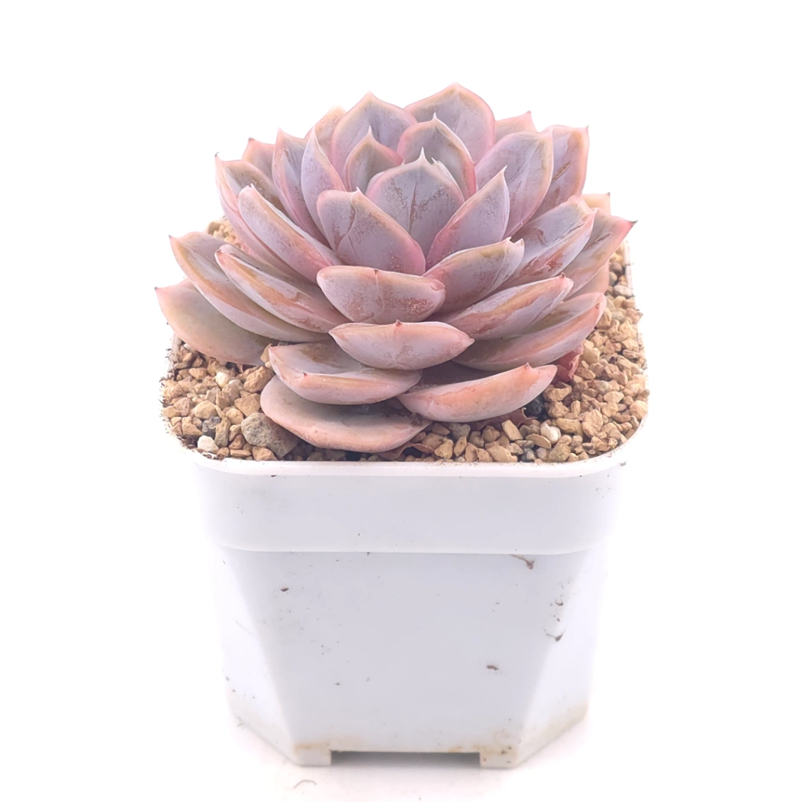 Echeveria ‘Blue Surprise’ | 藍色驚起 thumbnail 2