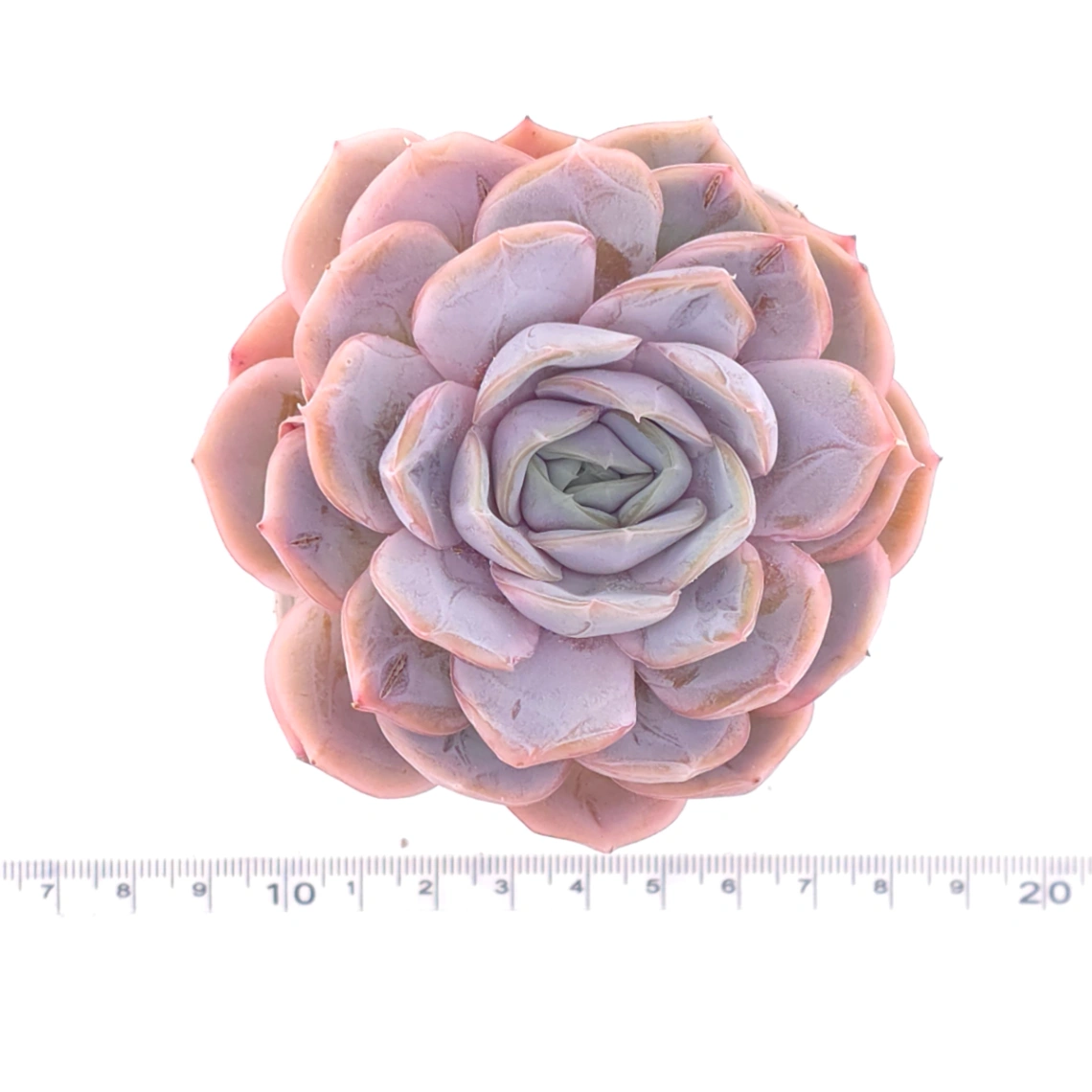 Echeveria ‘Blue Surprise’ | 藍色驚起 thumbnail 4