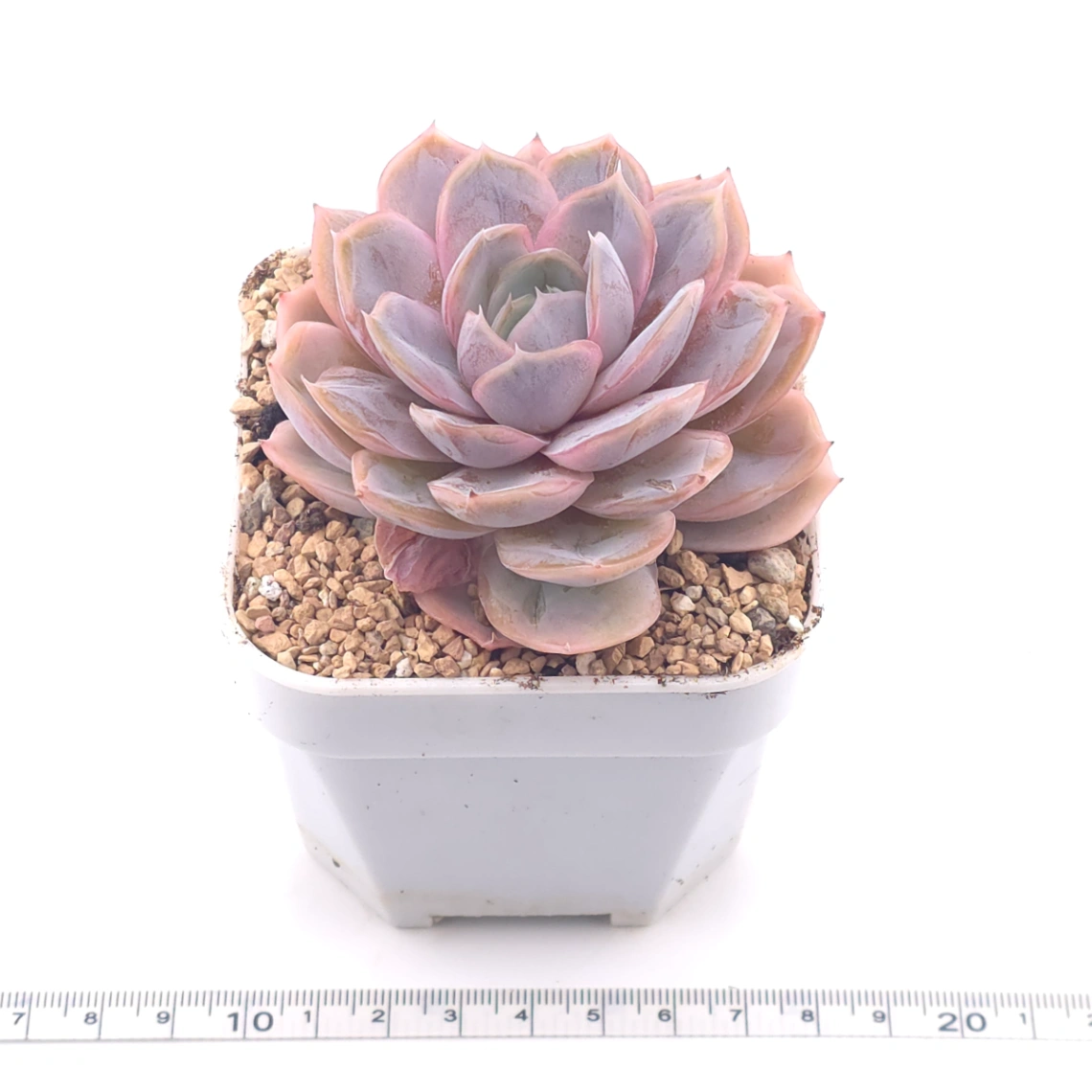 Echeveria ‘Blue Surprise’ | 藍色驚起 thumbnail 3