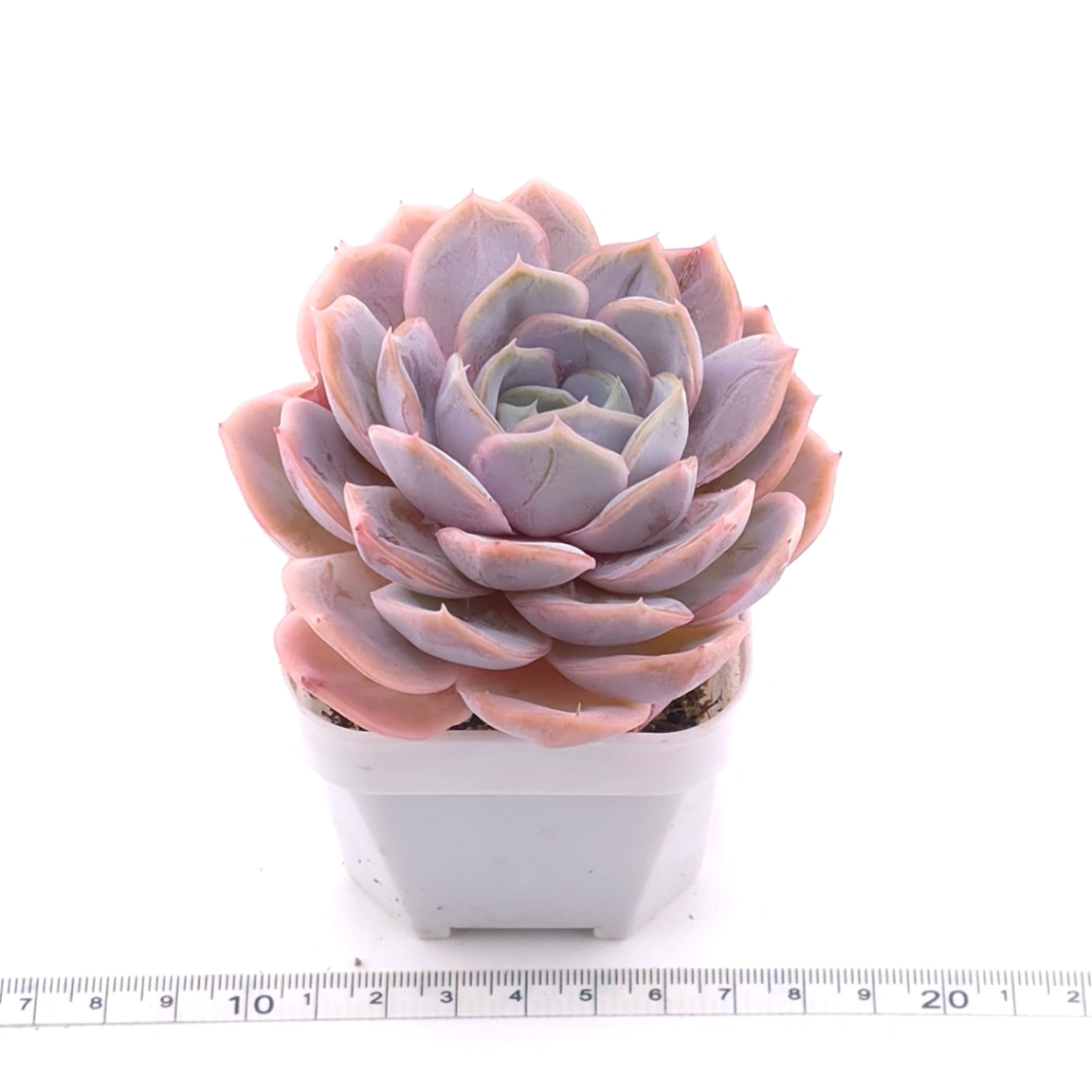 Echeveria ‘Blue Surprise’ | 藍色驚起 thumbnail 3