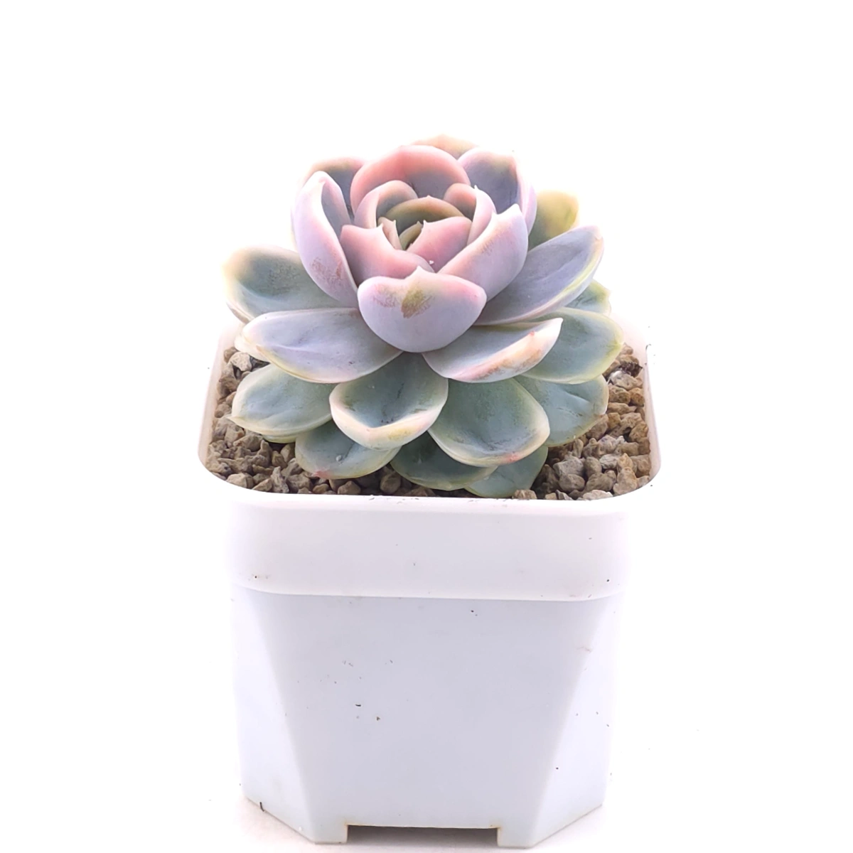Echeveria ‘Blue Surprise’ variegated | 藍色驚起錦 thumbnail 2