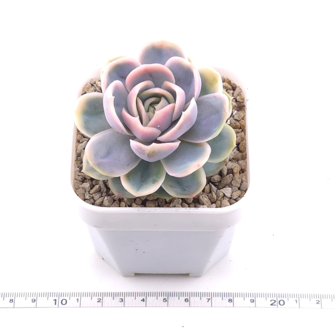 Echeveria ‘Blue Surprise’ variegated | 藍色驚起錦 thumbnail 3