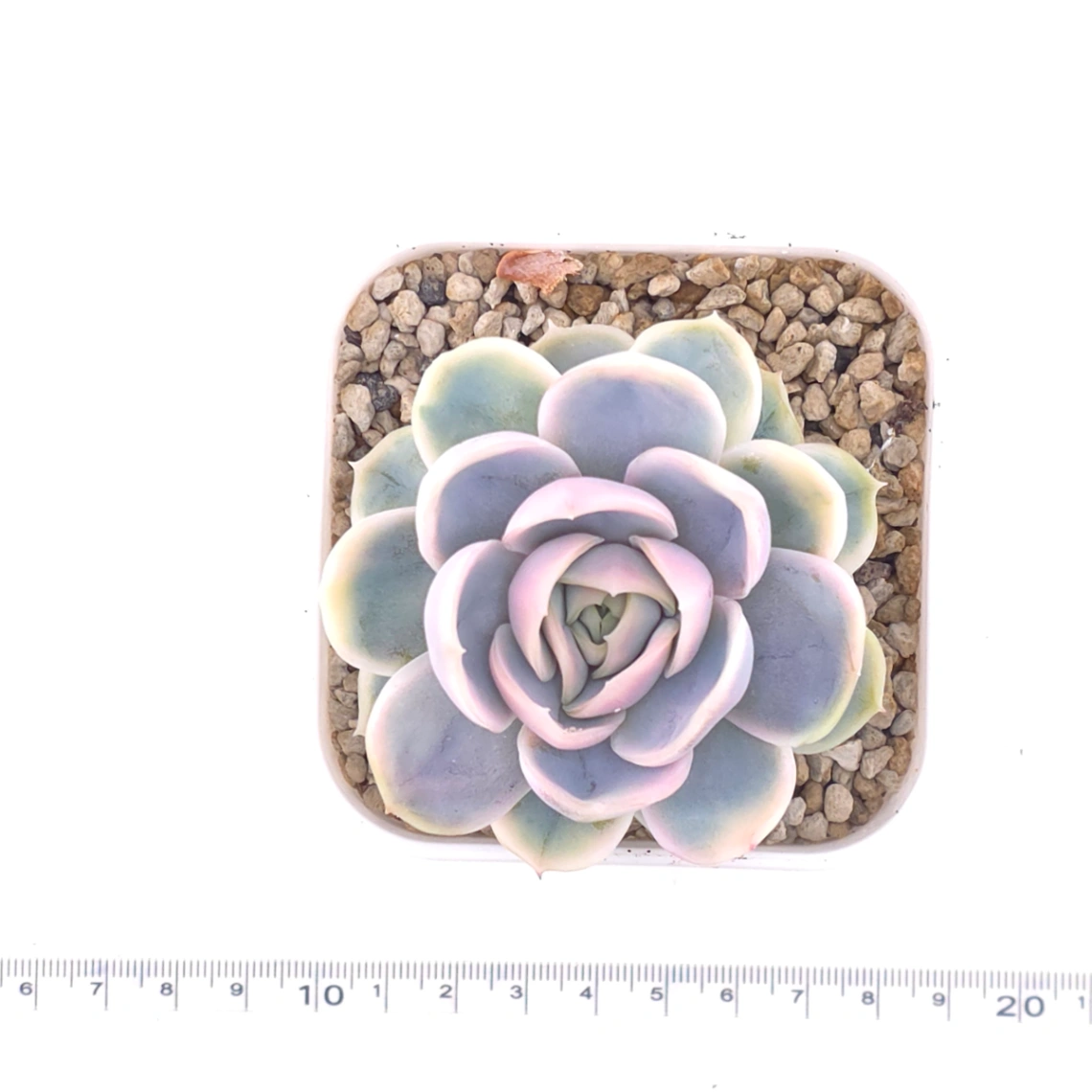 Echeveria ‘Blue Surprise’ variegated | 藍色驚起錦 thumbnail 4