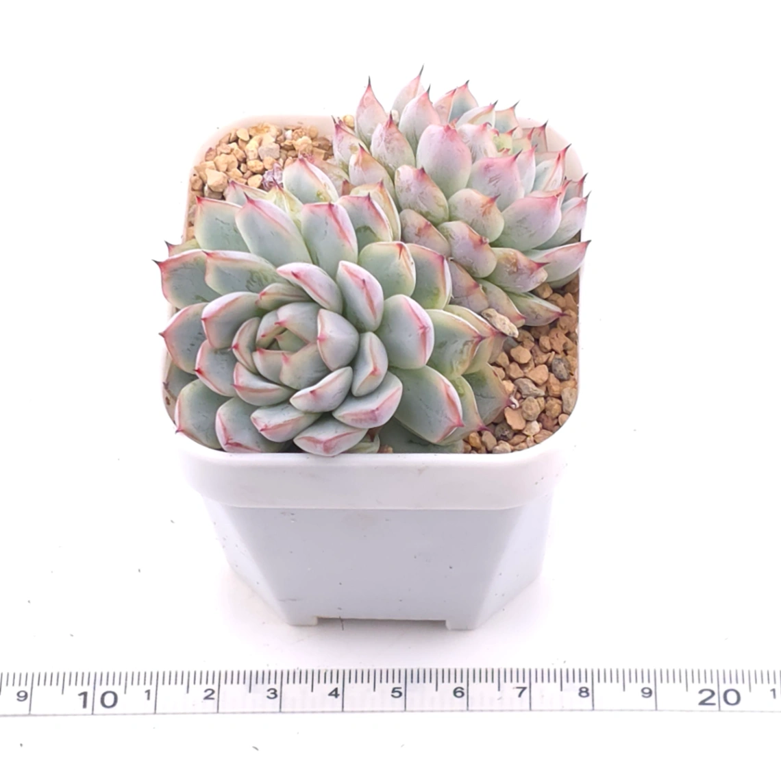 Echeveria ‘Charming’ | 心悅蓮 thumbnail 3
