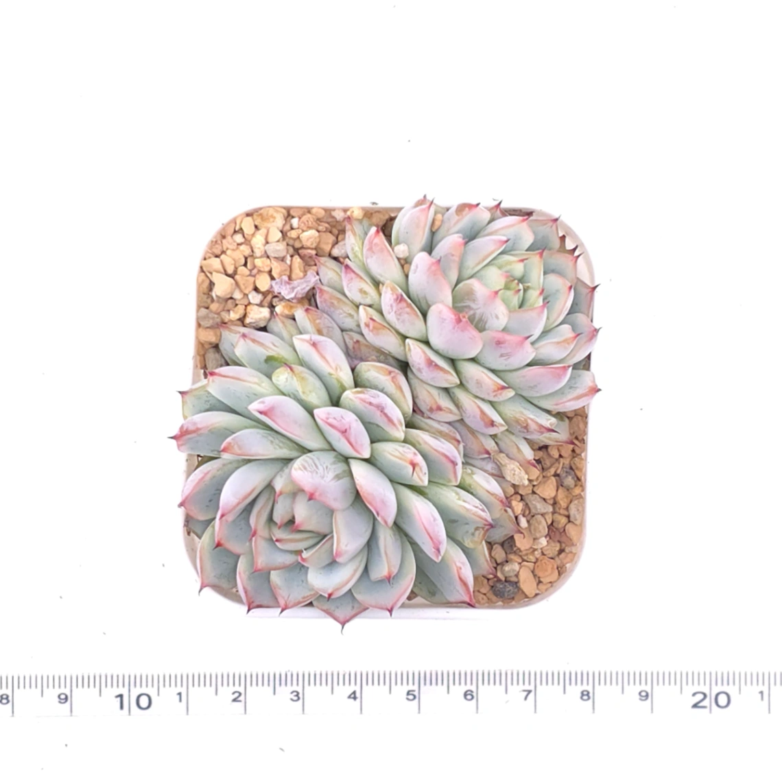 Echeveria ‘Charming’ | 心悅蓮 thumbnail 4