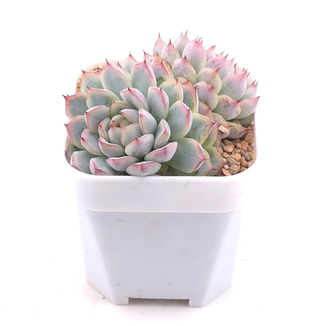 Echeveria ‘Charming’ | 心悅蓮 thumbnail 2