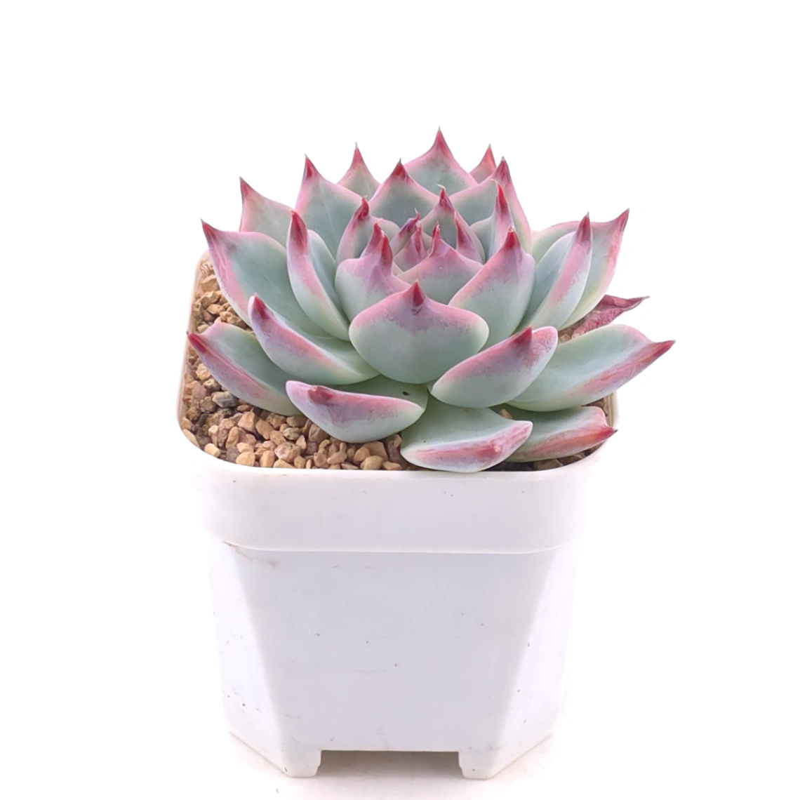 Echeveria chihuahuaensis | 吉娃娃 thumbnail 2