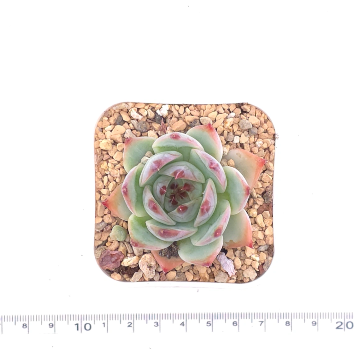 Echeveria chihuahuaensis | 吉娃娃 thumbnail 4