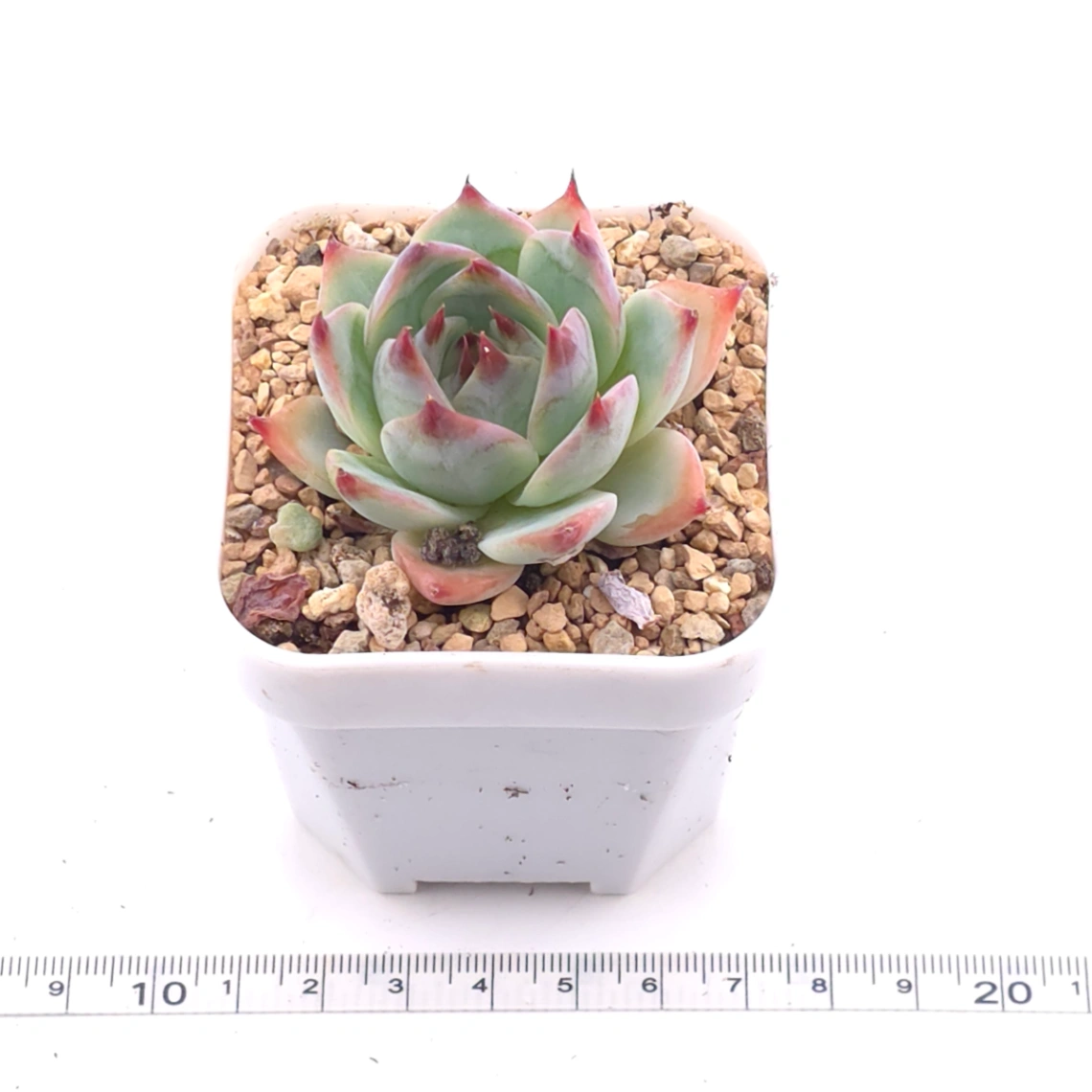 Echeveria chihuahuaensis | 吉娃娃 thumbnail 3