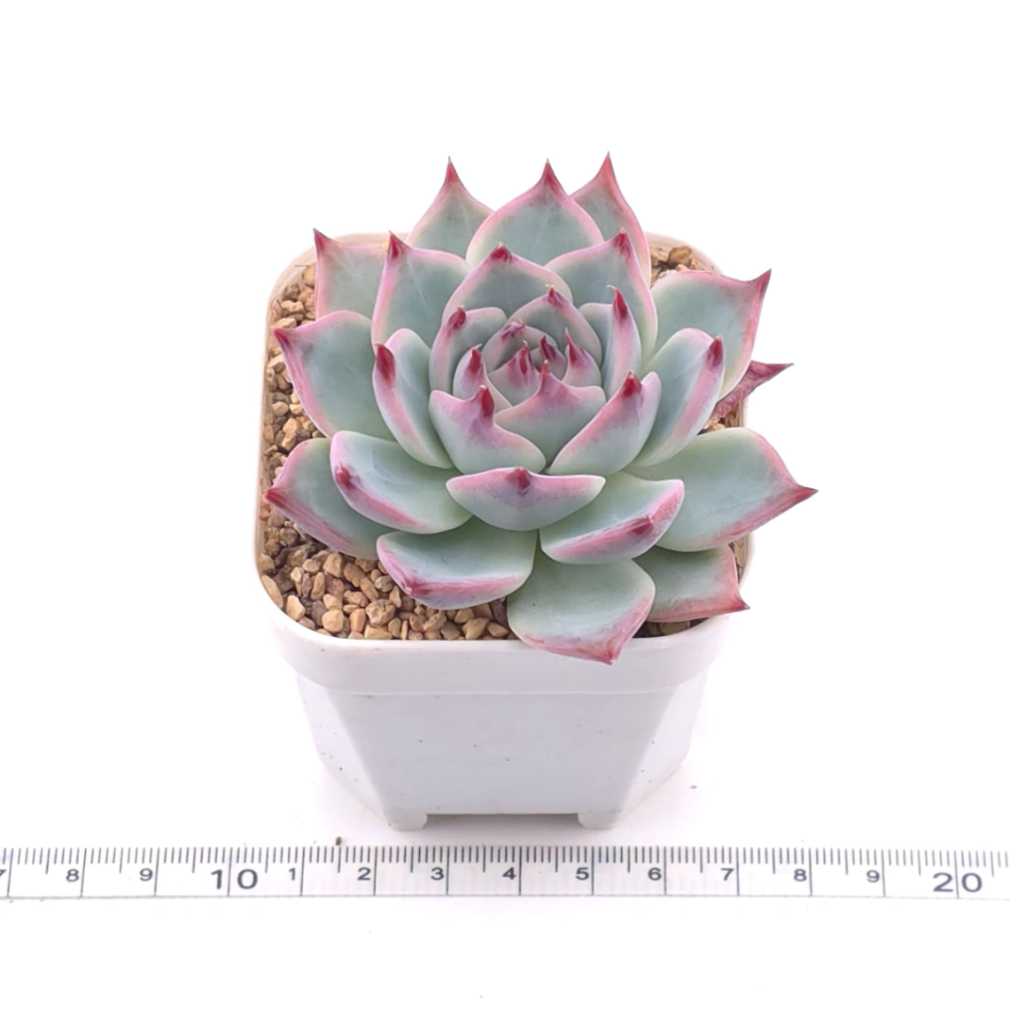 Echeveria chihuahuaensis | 吉娃娃 thumbnail 3