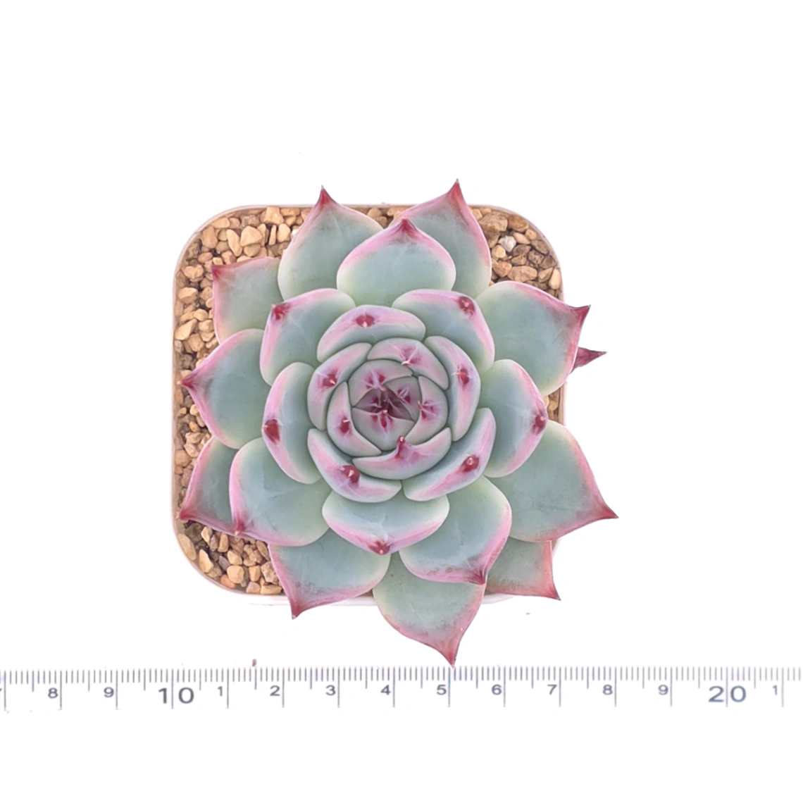 Echeveria chihuahuaensis | 吉娃娃 thumbnail 4