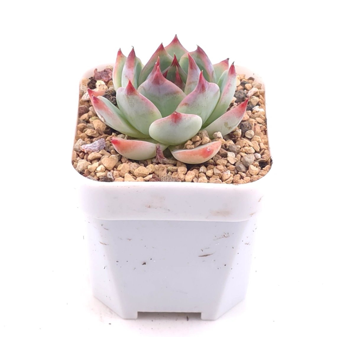 Echeveria chihuahuaensis | 吉娃娃 thumbnail 2