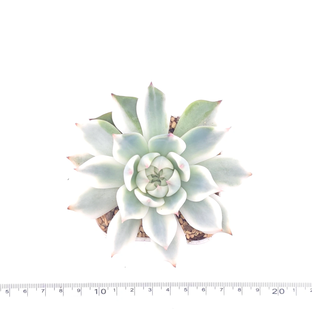 Echeveria chihuahuaensis variegated | 吉娃娃錦 thumbnail 4