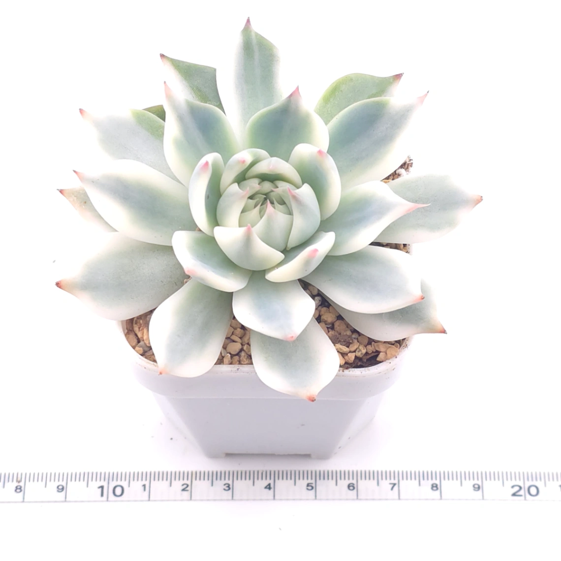 Echeveria chihuahuaensis variegated | 吉娃娃錦 thumbnail 3