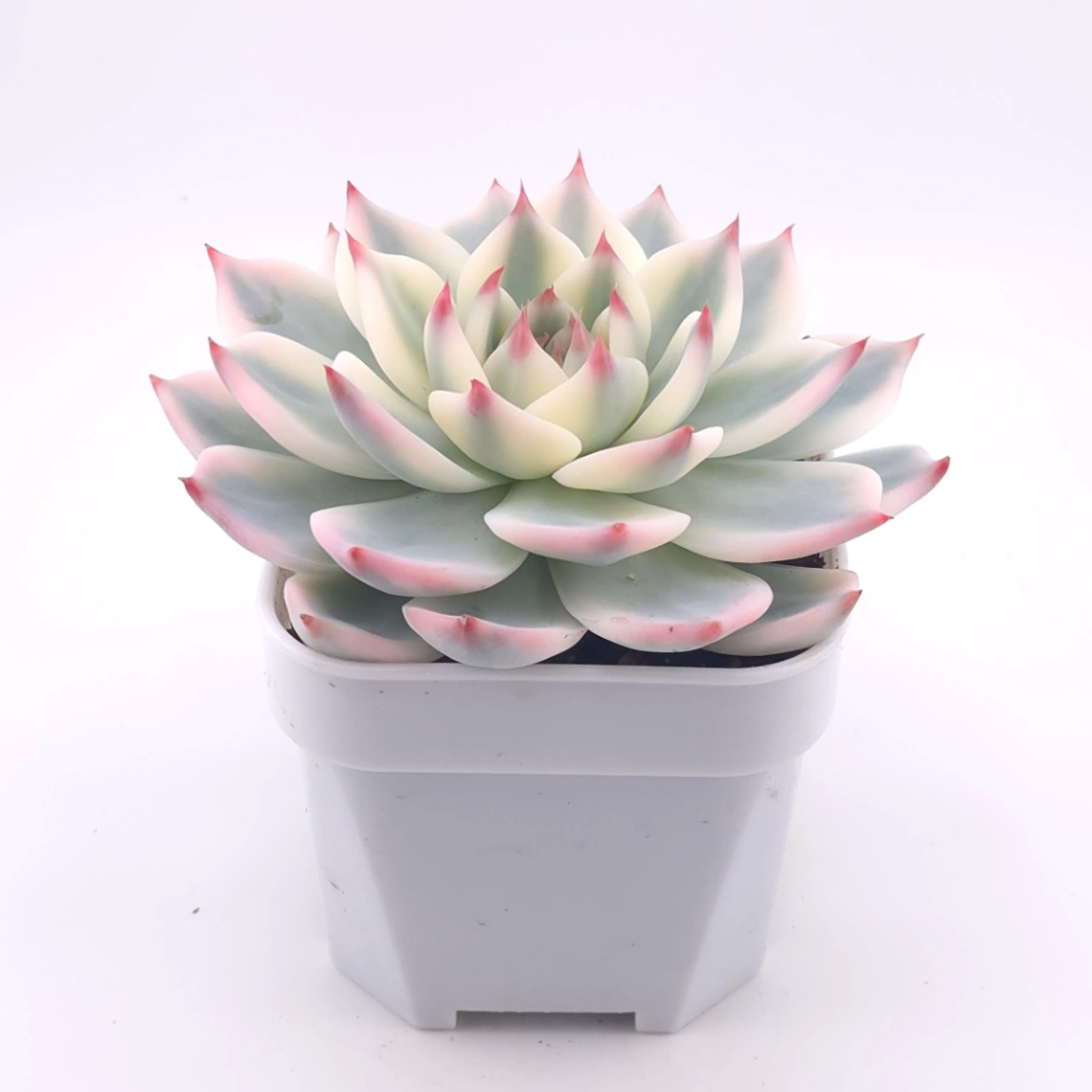 Echeveria chihuahuaensis variegated | 吉娃娃錦 thumbnail 2