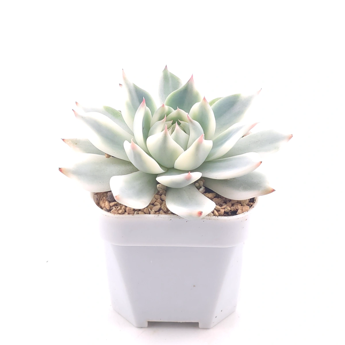 Echeveria chihuahuaensis variegated | 吉娃娃錦 thumbnail 2