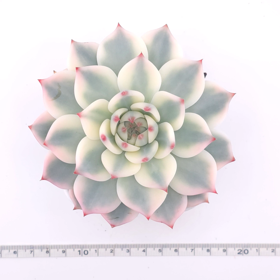 Echeveria chihuahuaensis variegated | 吉娃娃錦 thumbnail 4