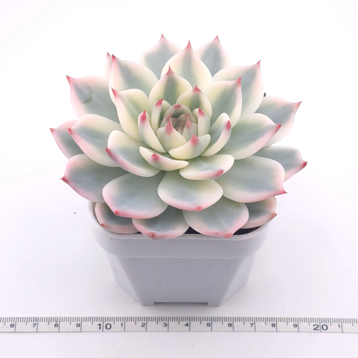 Echeveria chihuahuaensis variegated | 吉娃娃錦 thumbnail 3