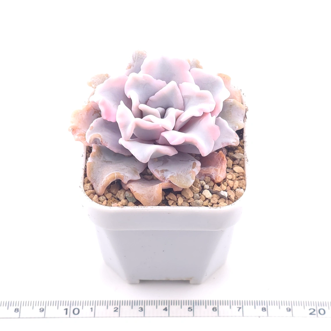 Echeveria ‘Crispate Beauty’ | 芭蕾舞者 thumbnail 3
