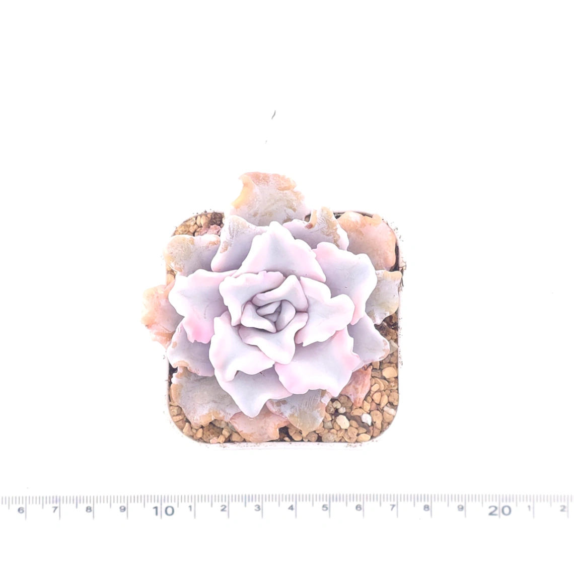 Echeveria ‘Crispate Beauty’ | 芭蕾舞者 thumbnail 4