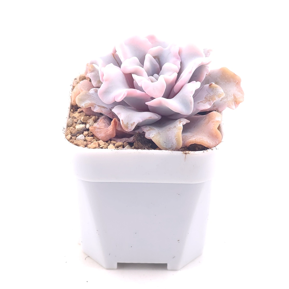 Echeveria ‘Crispate Beauty’ | 芭蕾舞者 thumbnail 2
