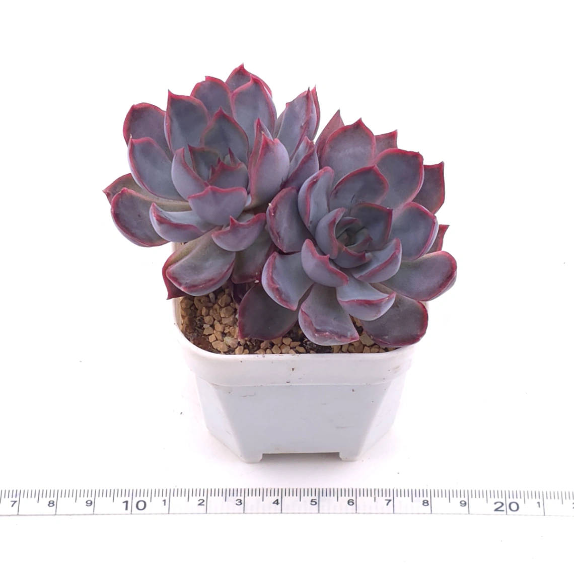Echeveria ‘Dark Ice’ | 暗冰 thumbnail 3