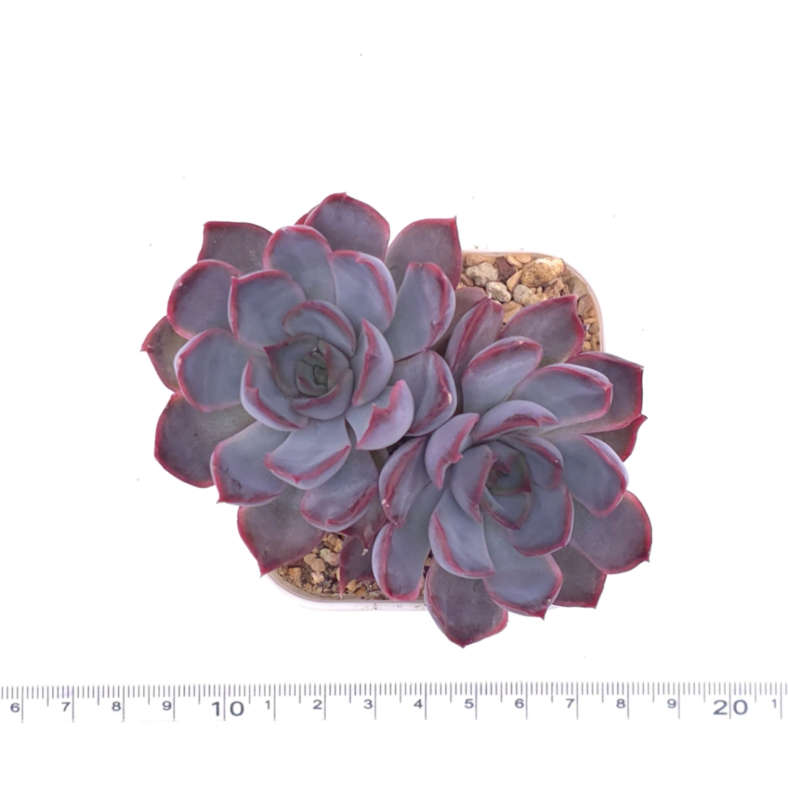 Echeveria ‘Dark Ice’ | 暗冰 thumbnail 4