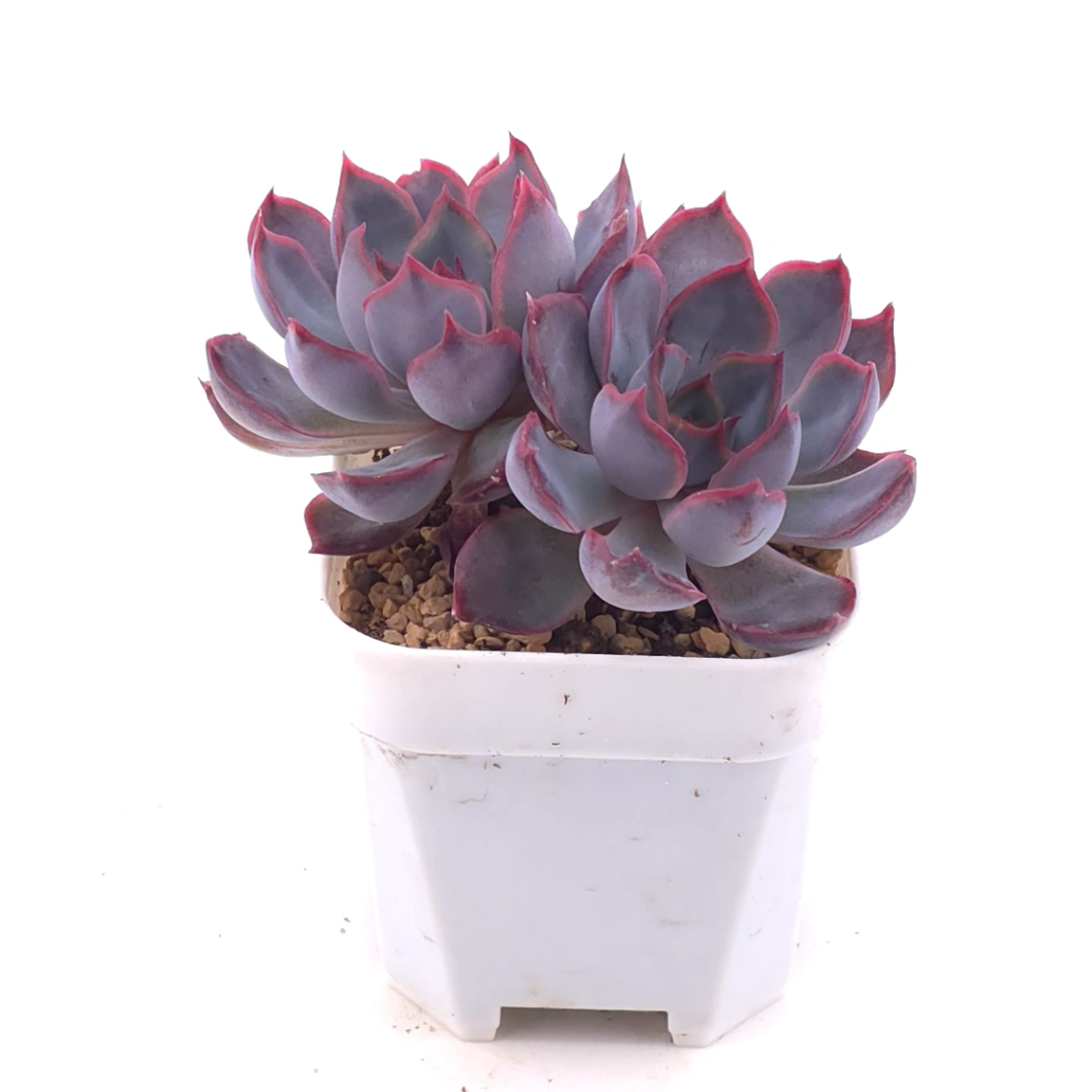 Echeveria ‘Dark Ice’ | 暗冰 thumbnail 2