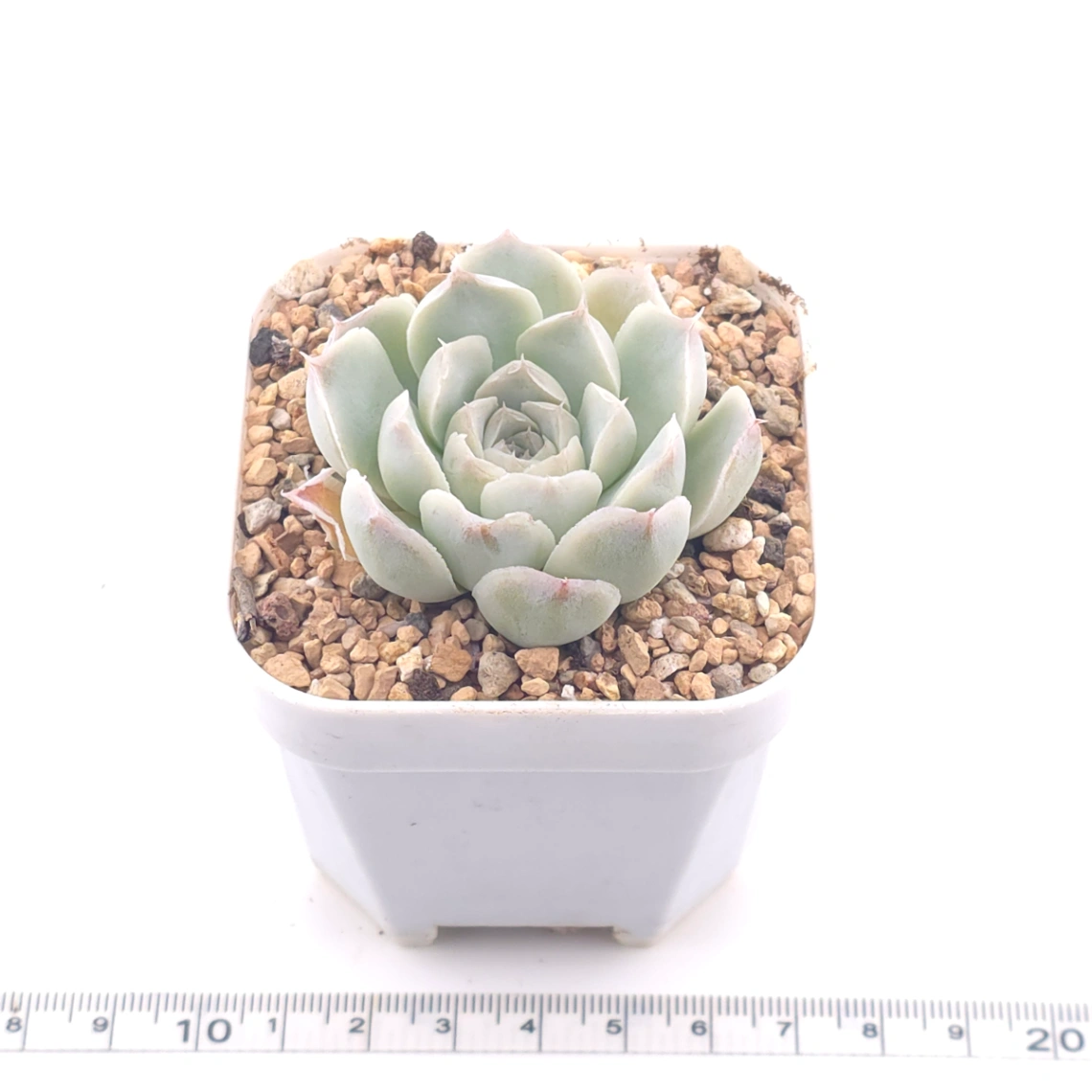 Echeveria 'Elemental Rose' | 地心玫瑰 thumbnail 3