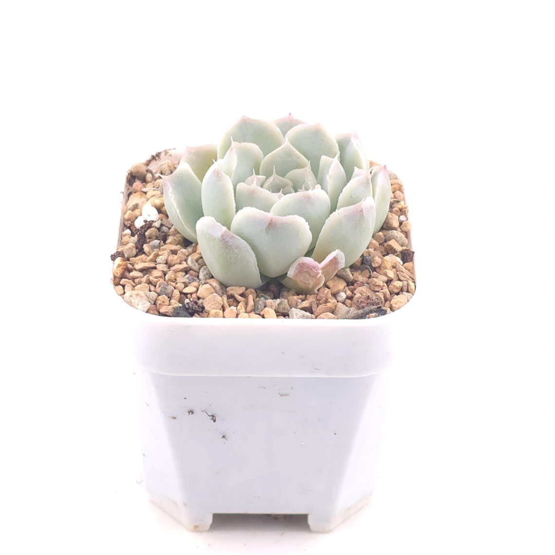 Echeveria 'Elemental Rose' | 地心玫瑰 thumbnail 2