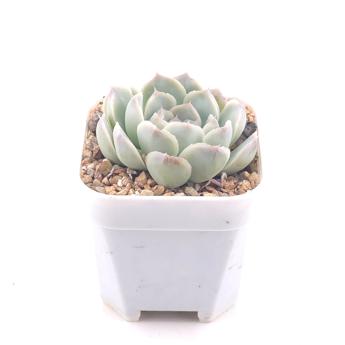 Echeveria 'Elemental Rose' | 地心玫瑰 thumbnail 2