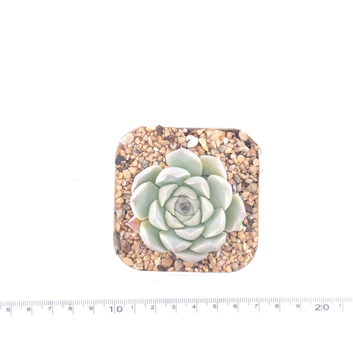 Echeveria 'Elemental Rose' | 地心玫瑰 thumbnail 4