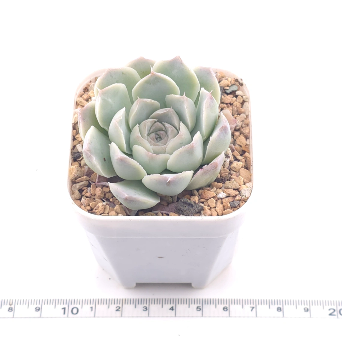 Echeveria 'Elemental Rose' | 地心玫瑰 thumbnail 3