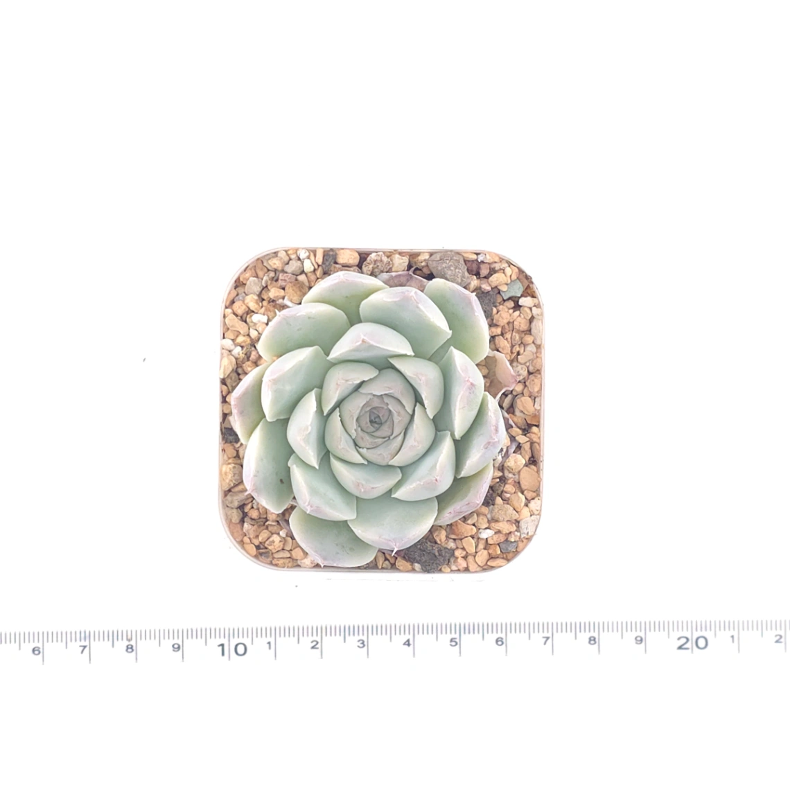Echeveria 'Elemental Rose' | 地心玫瑰 thumbnail 4