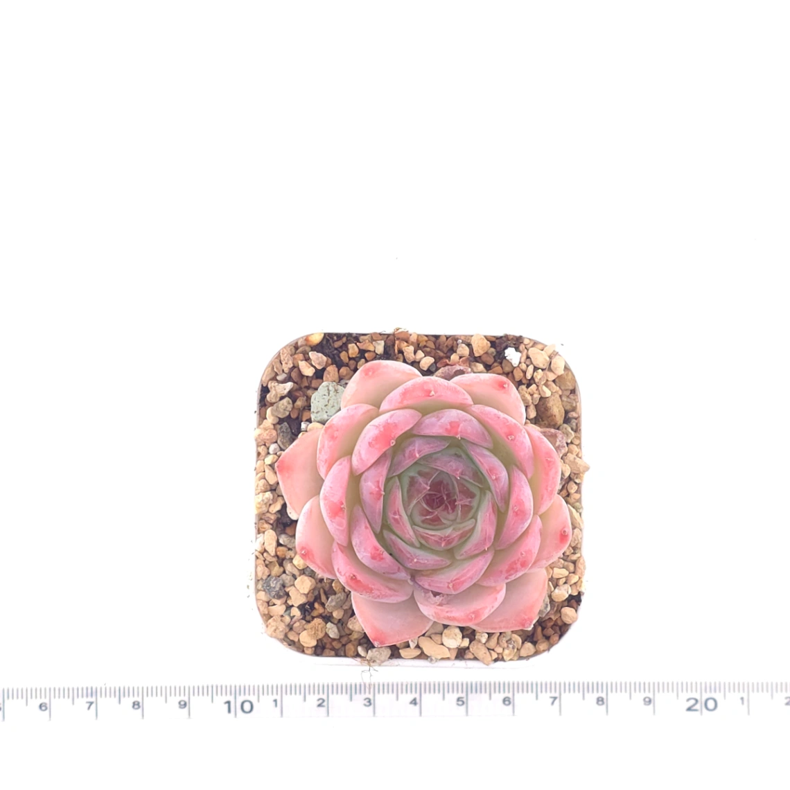 Echeveria ‘Honey Peach’ | 水蜜桃 thumbnail 4