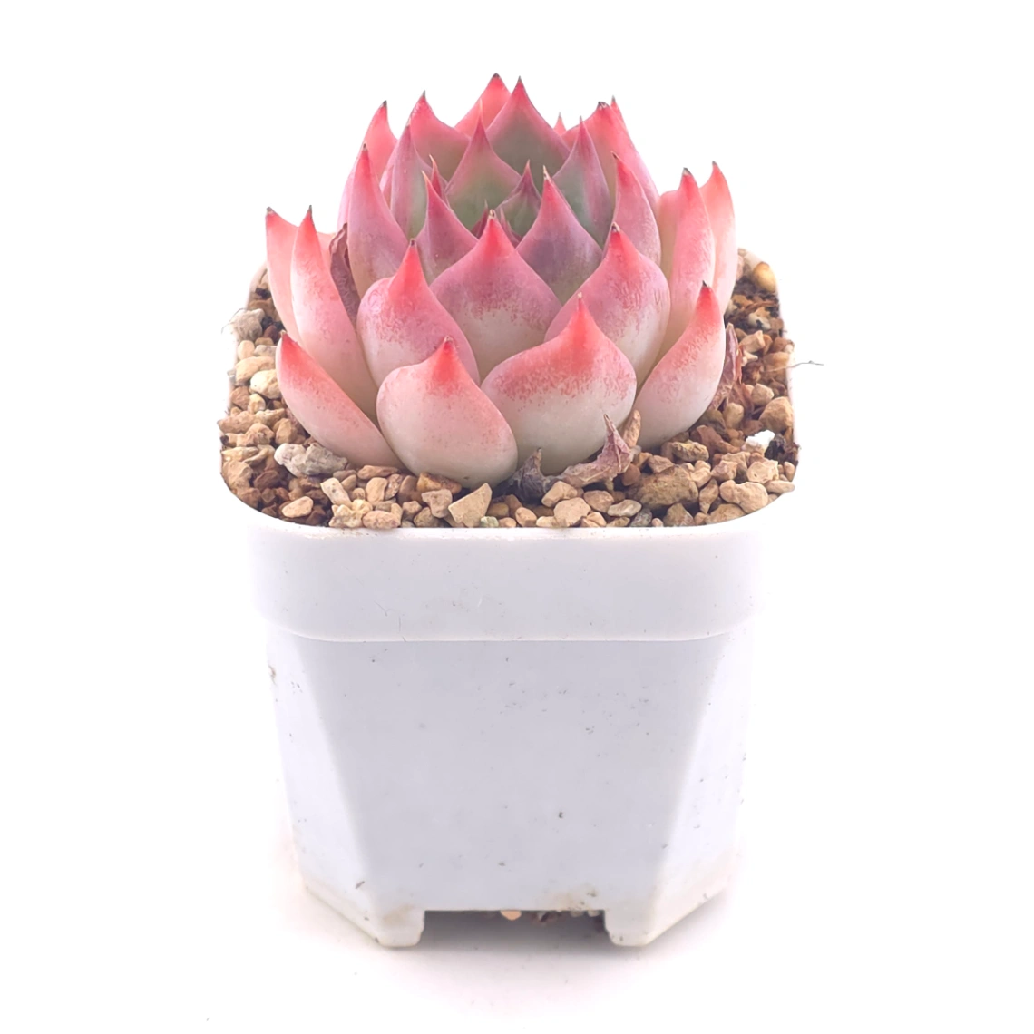 Echeveria ‘Honey Peach’ | 水蜜桃 thumbnail 2