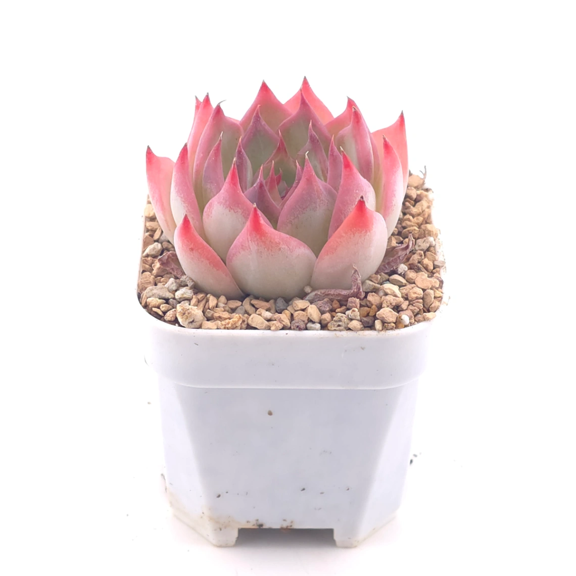 Echeveria ‘Honey Peach’ | 水蜜桃 thumbnail 2