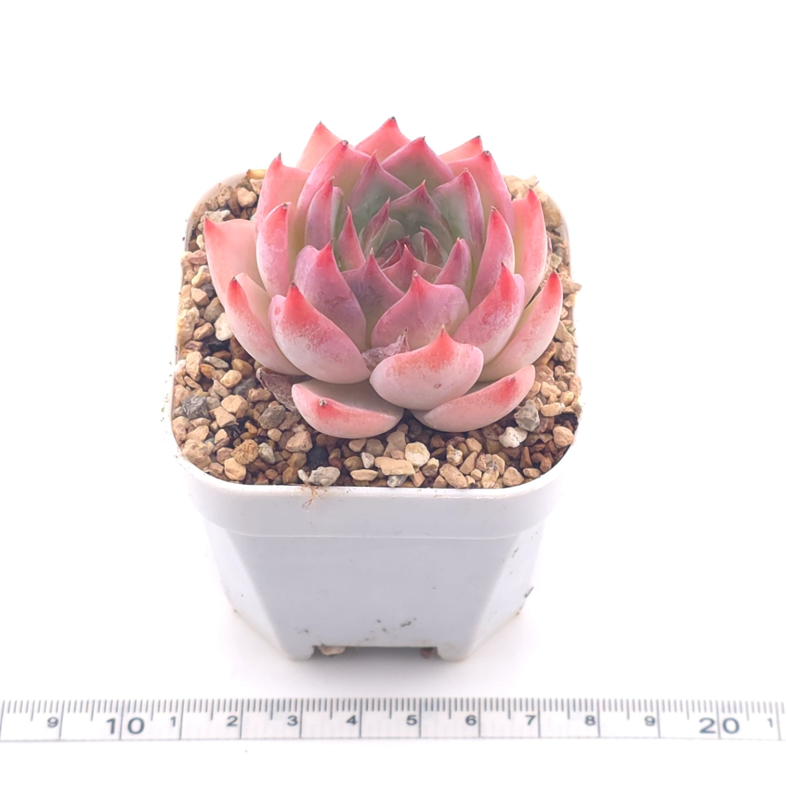 Echeveria ‘Honey Peach’ | 水蜜桃 thumbnail 3