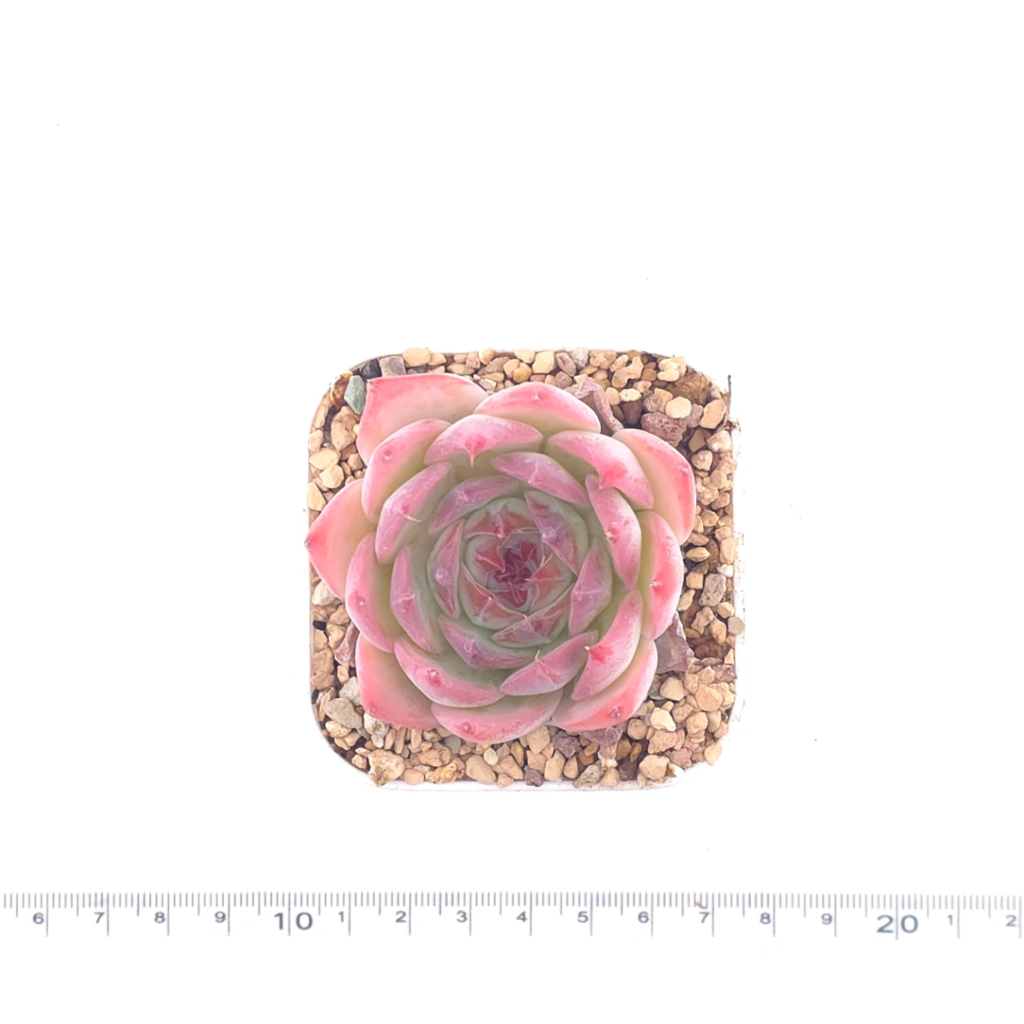 Echeveria ‘Honey Peach’ | 水蜜桃 thumbnail 4
