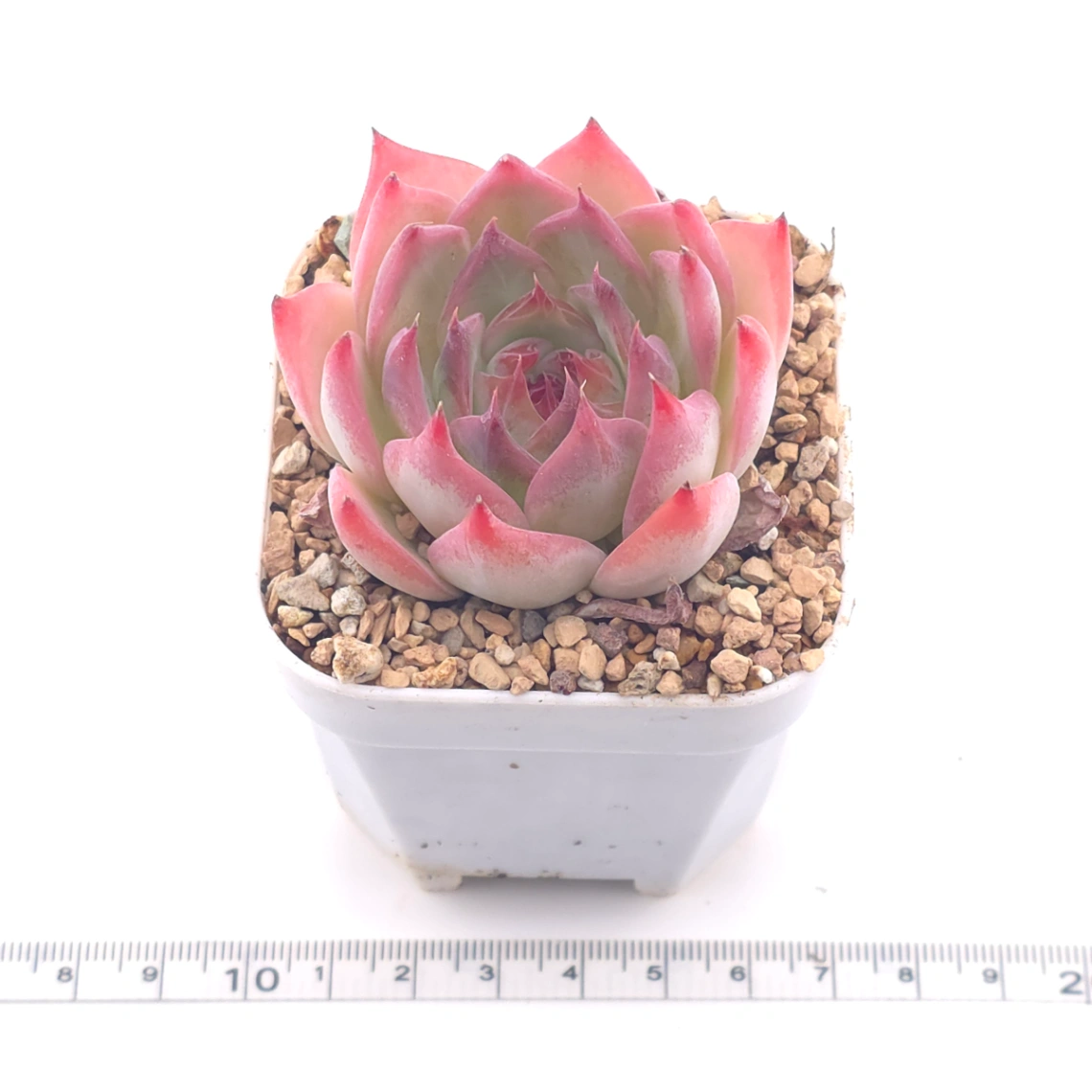 Echeveria ‘Honey Peach’ | 水蜜桃 thumbnail 3