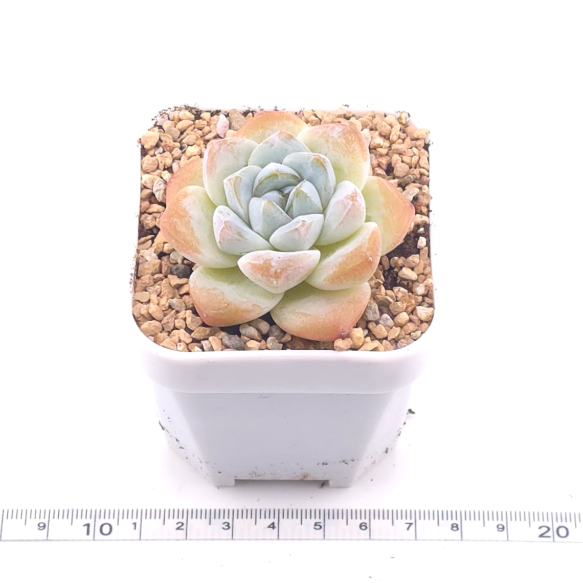 Echeveria ‘Ice Jade’ | 冰玉 thumbnail 3
