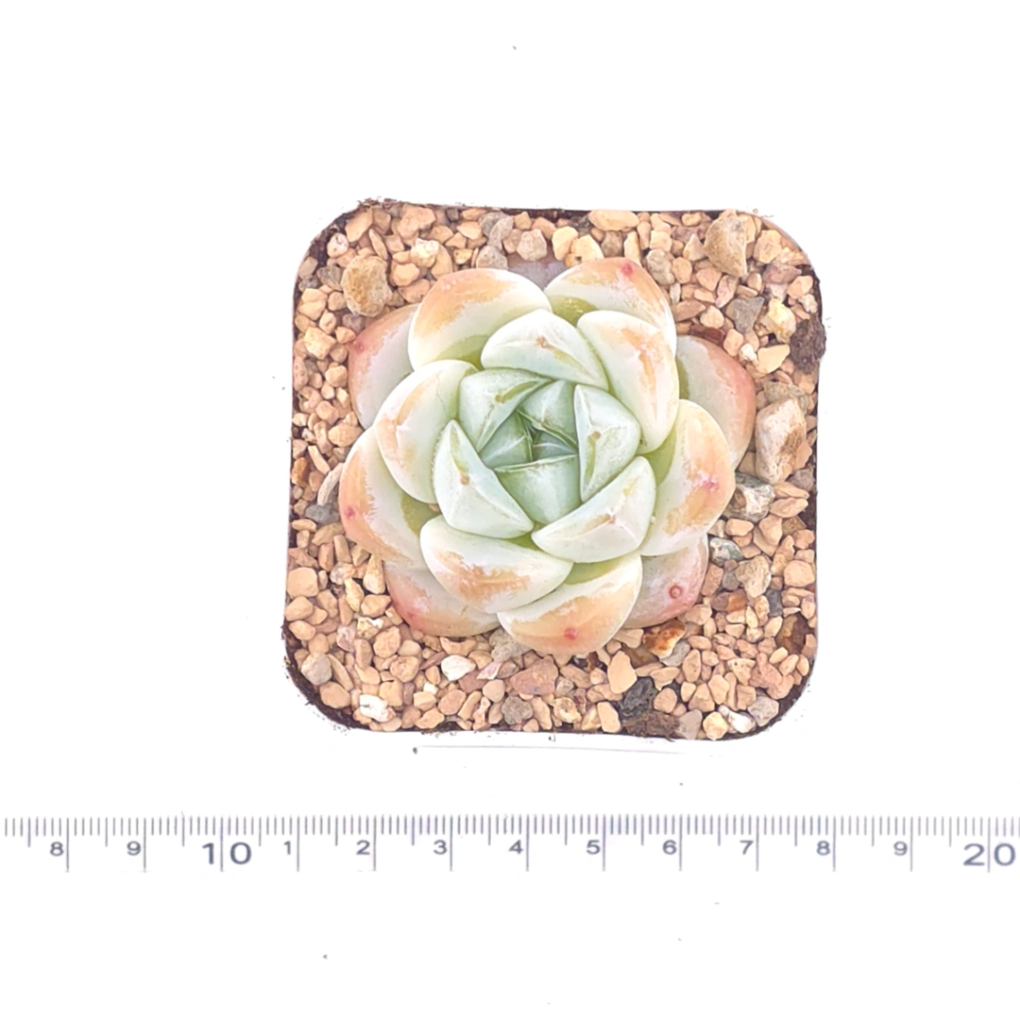 Echeveria ‘Ice Jade’ | 冰玉 thumbnail 4