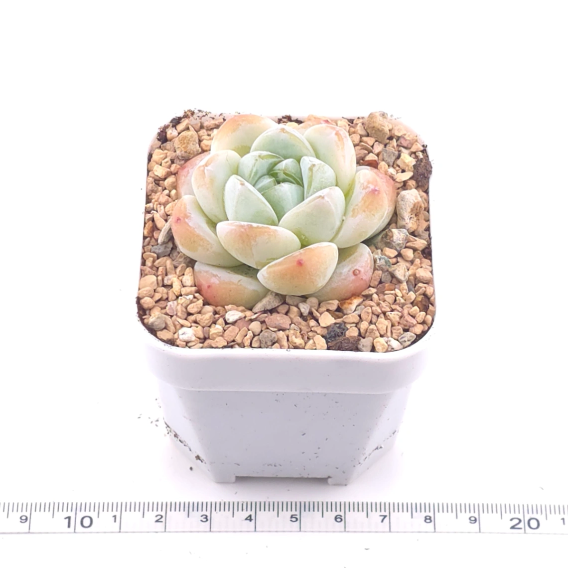Echeveria ‘Ice Jade’ | 冰玉 thumbnail 3