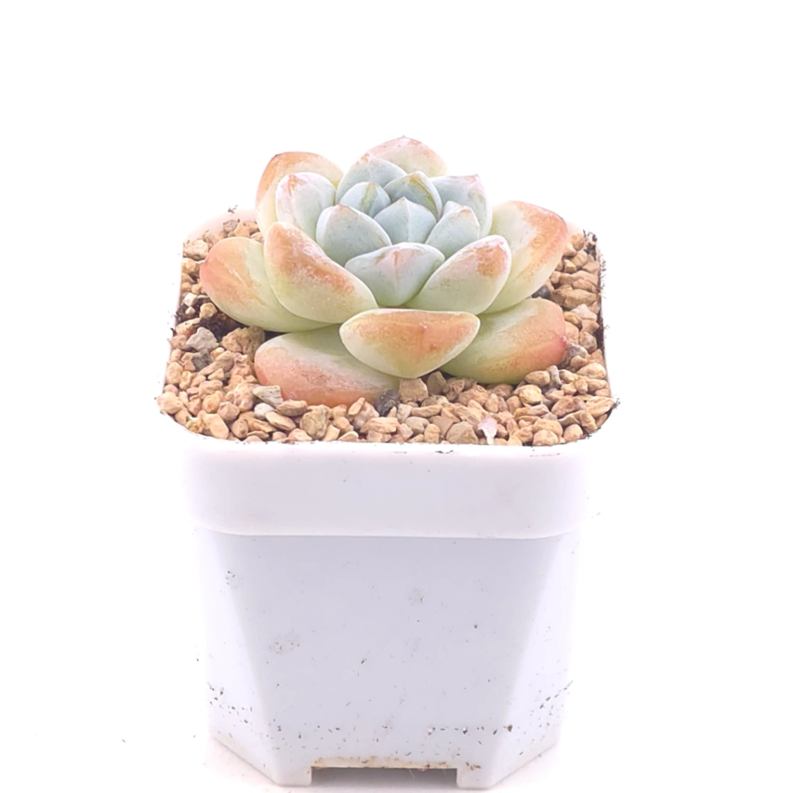 Echeveria ‘Ice Jade’ | 冰玉 thumbnail 2